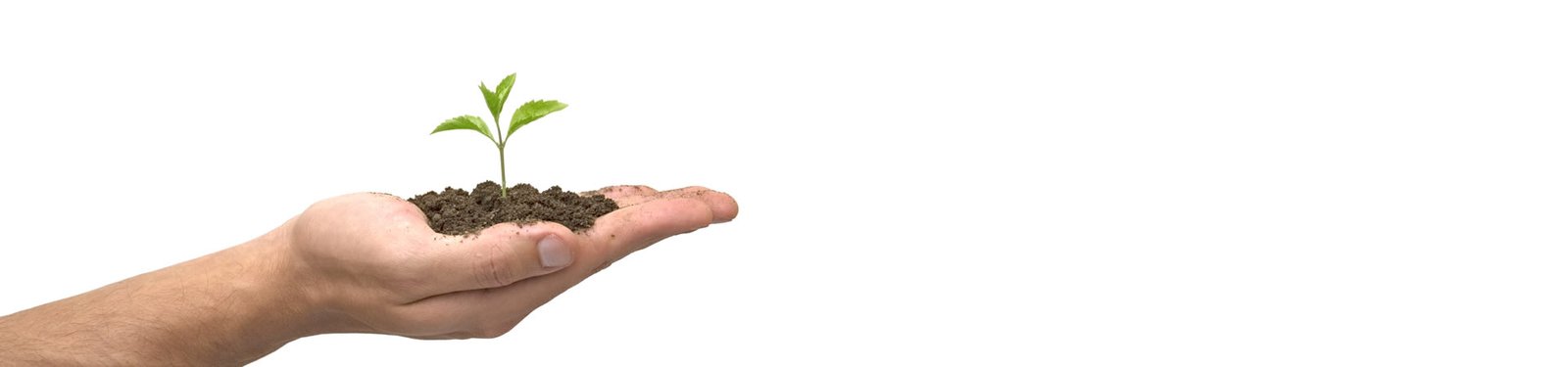 Eficiencia productiva